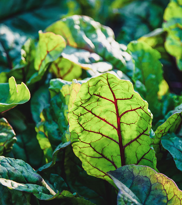 Äpfel geschützt mit OmyaPro Sun gegen Sonnenbrand und Hitzestress