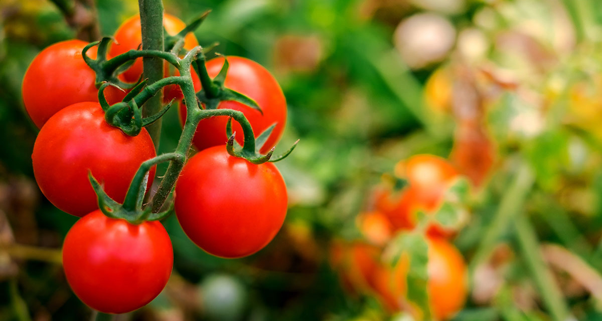 Tomaten vor Hitzeschäden geschützt